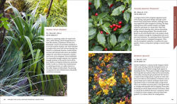 Alternative view 4 of Shrubs: Discover the Perfect Plant for Every Place in Your Garden