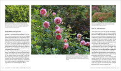 Alternative view 6 of Shrubs: Discover the Perfect Plant for Every Place in Your Garden