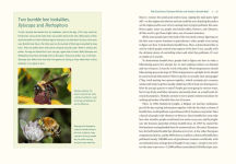 Alternative view 7 of Our Native Bees: North America's Endangered Pollinators and the Fight to Save Them