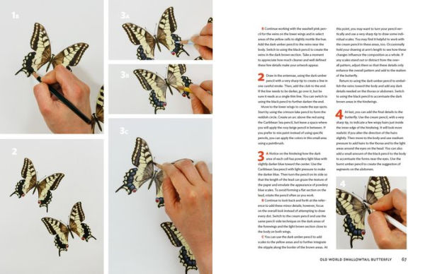 The Insect Artist: How to Observe, Draw, and Paint Butterflies, Bees, and More