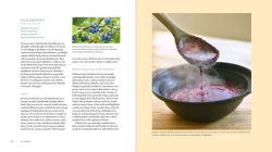 Alternative view 11 of Iwigara: American Indian Ethnobotanical Traditions and Science