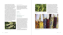 Alternative view 12 of Iwigara: American Indian Ethnobotanical Traditions and Science