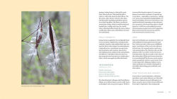 Alternative view 13 of Iwigara: American Indian Ethnobotanical Traditions and Science