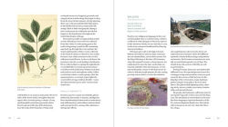 Alternative view 10 of Iwigara: American Indian Ethnobotanical Traditions and Science