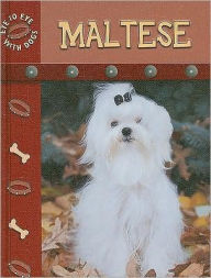 Maltese