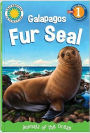 Galapagos Fur Seal