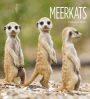 Meerkats