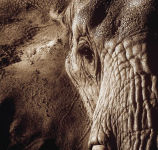 Alternative view 2 of Remembering Africa