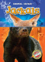 Honey Badgers