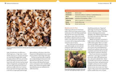 Alternative view 7 of The Essential Guide to Cultivating Mushrooms: Simple and Advanced Techniques for Growing Shiitake, Oyster, Lion's Mane, and Maitake Mushrooms at Home