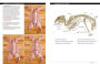Alternative view 13 of Butchering Poultry, Rabbit, Lamb, Goat, and Pork: The Comprehensive Photographic Guide to Humane Slaughtering and Butchering