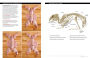 Alternative view 7 of Butchering Poultry, Rabbit, Lamb, Goat, and Pork: The Comprehensive Photographic Guide to Humane Slaughtering and Butchering