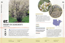Alternative view 5 of 100 Plants to Feed the Bees: Provide a Healthy Habitat to Help Pollinators Thrive