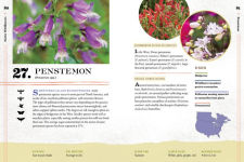 Alternative view 6 of 100 Plants to Feed the Bees: Provide a Healthy Habitat to Help Pollinators Thrive