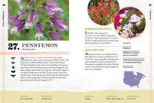 Alternative view 9 of 100 Plants to Feed the Bees: Provide a Healthy Habitat to Help Pollinators Thrive