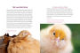 Alternative view 8 of How to Speak Chicken: Why Your Chickens Do What They Do & Say What They Say