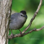 Alternative view 5 of Birding at the Bridge: In Search of Every Bird on the Brooklyn Waterfront