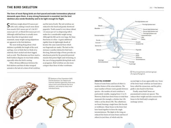 How Birds Work: An Illustrated Guide to the Wonders of Form and Function - from Bones to Beak