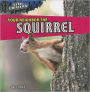 Your Neighbor the Squirrel