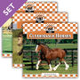 Horses Set 1