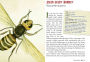 Alternative view 2 of Wicked Bugs (Young Readers Edition): The Meanest, Deadliest, Grossest Bugs on Earth