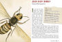 Alternative view 5 of Wicked Bugs (Young Readers Edition): The Meanest, Deadliest, Grossest Bugs on Earth
