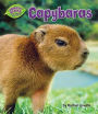 Capybaras