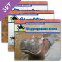 African Animals