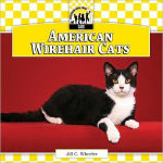 Alternative view 1 of American Wirehair Cats