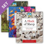 Animal Groups (Set)