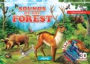 Sounds in the Forest