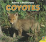 Coyotes