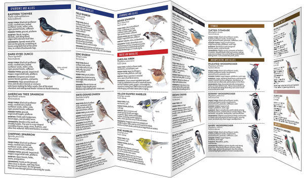 Feeder Birds of the Northeast