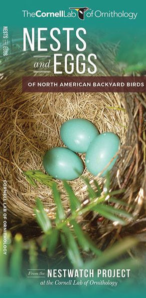 Nests and Eggs of North American Backyard Birds