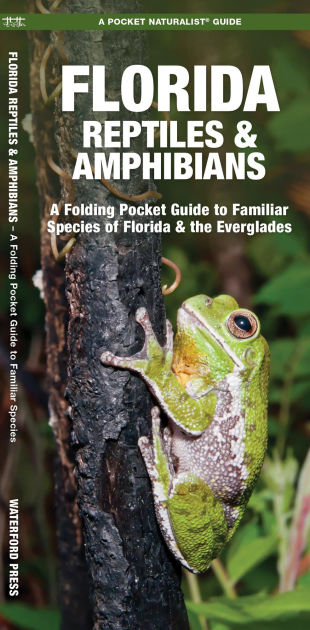 Florida Reptiles & Amphibians: A Folding Pocket Guide to Familiar