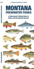 Montana Freshwater Fishes: A Folding Guide to Native and Introduced Species
