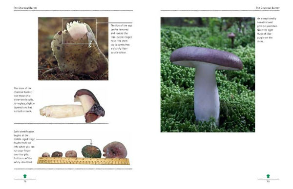 Mushrooming with Confidence: A Guide to Collecting Edible and Tasty Mushrooms