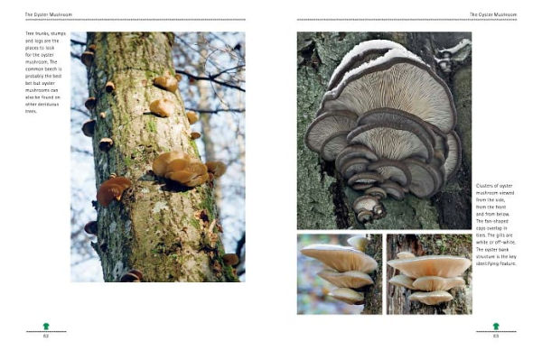 Mushrooming with Confidence: A Guide to Collecting Edible and Tasty Mushrooms