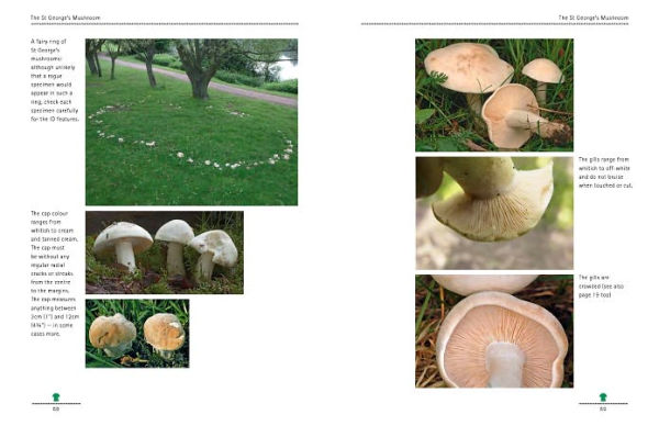 Mushrooming with Confidence: A Guide to Collecting Edible and Tasty Mushrooms