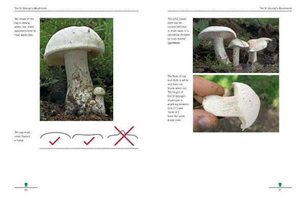 Mushrooming with Confidence: A Guide to Collecting Edible and Tasty Mushrooms