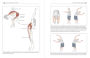 Alternative view 5 of Functional Anatomy of Movement: An Illustrated Guide to Joint Movement, Soft Tissue Control, and Myofascial Anatomy-- For yoga teachers, pilates instructors & movement & manual therapists