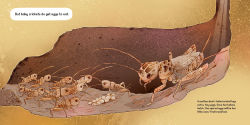 Alternative view 2 of Bugs Don't Hug: Six-Legged Parents and Their Kids