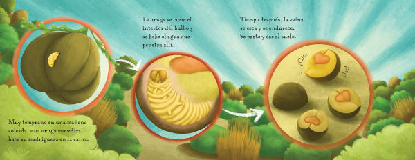 No es un frijol (Spanish Edition)