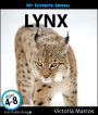 My Favorite Animal: Lynx