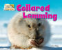 Collared Lemming