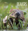 Beavers