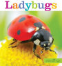 Ladybugs