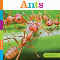 Title: Ants, Author: Laura K. Murray