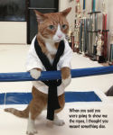 Alternative view 6 of Making the Most of All Nine Lives: The Extraordinary Life of Buffy the Cat