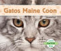 El gato Maine Coon